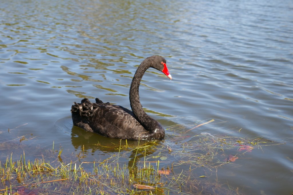 Black swan by ajihakui