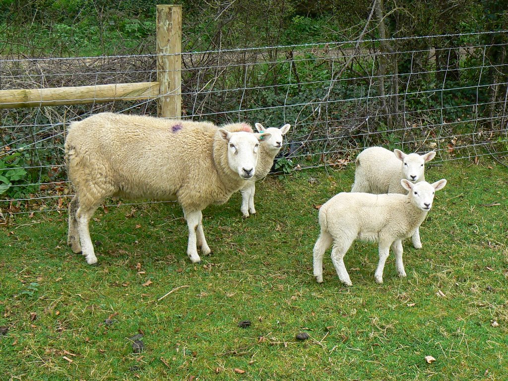 Ewe and lambs, Tetbury Upton by Brian B16