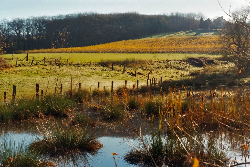 Small Pond by Sam Bal