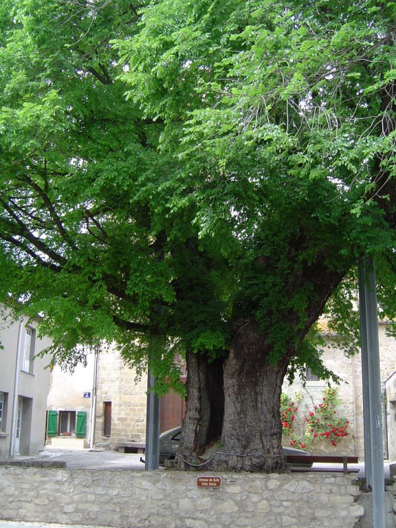 Villesequelande, l'Ormeau de Sully, planté au XVIIe siècle by nicolethiemonge