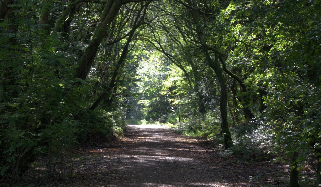 Looking along the railway track bed in Healey Dell toward Rochdale by Paul Clare