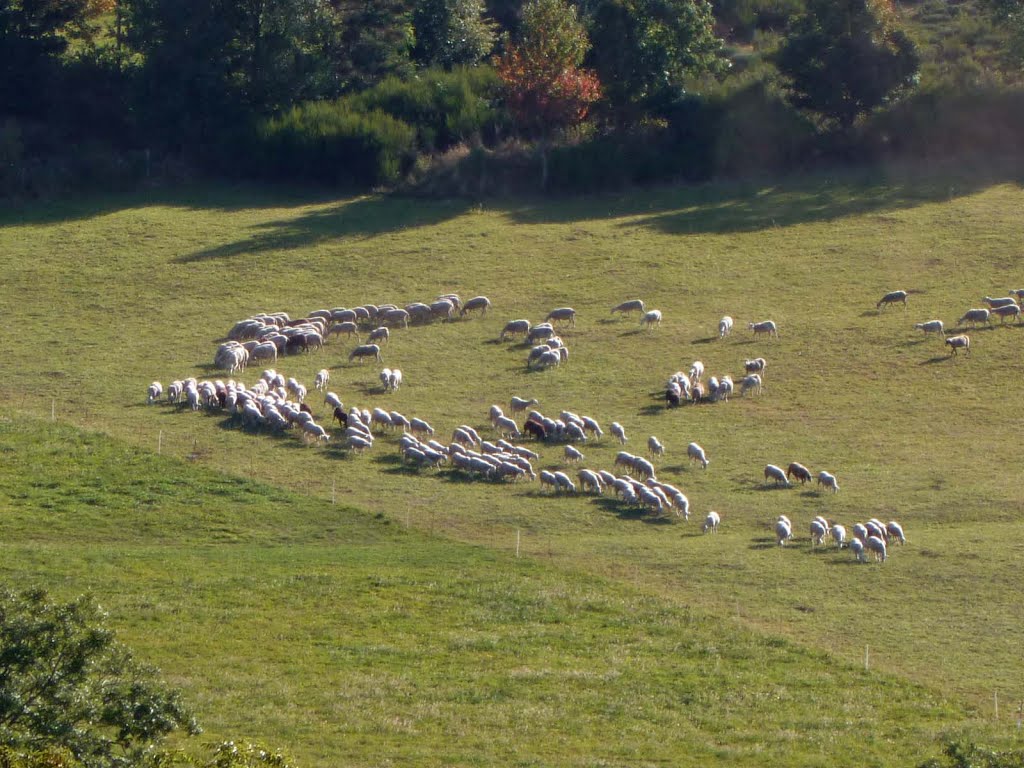 Spirale de moutons à Borée by papytane