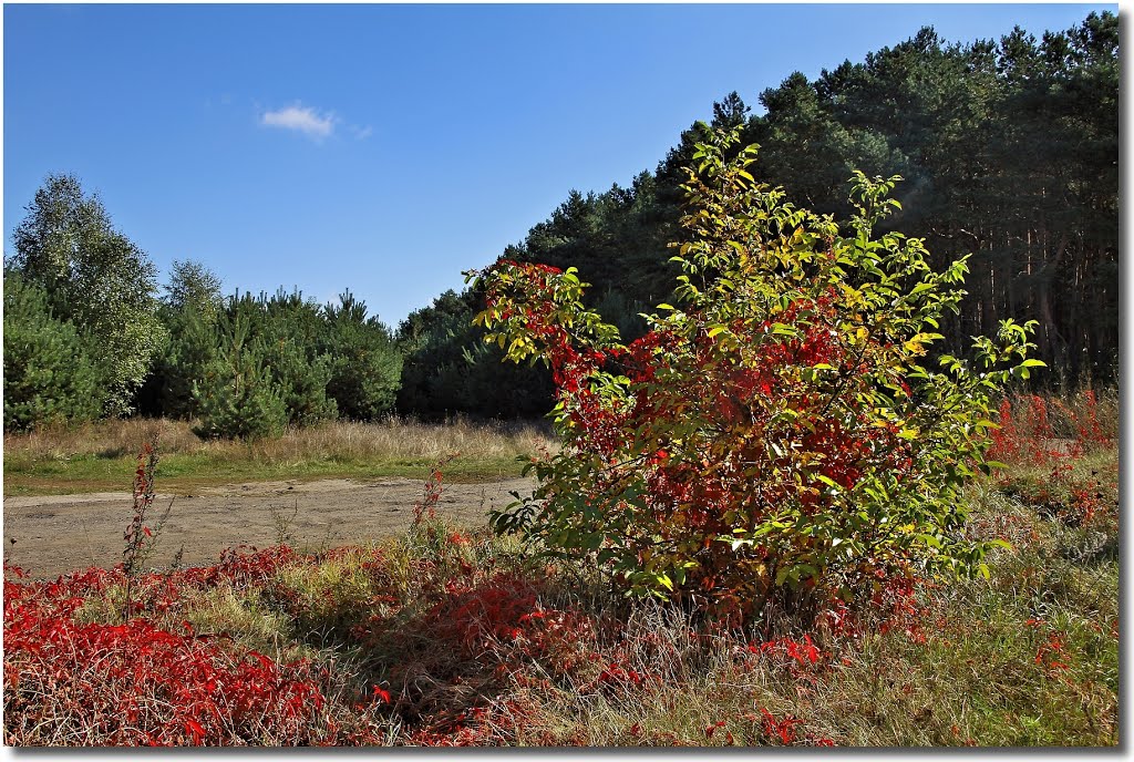 Trailblazer of autumn colours (woodbine) by Maciejk