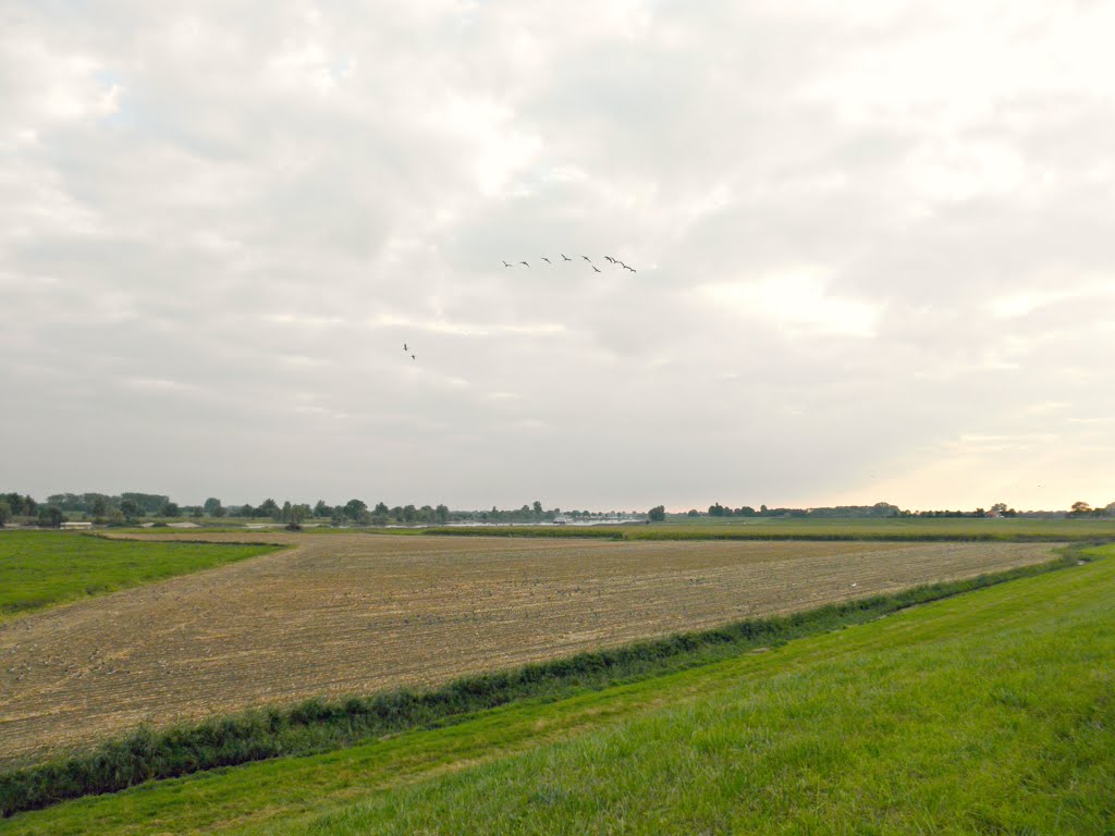 Lekzicht , met ganzen in de uiterwaard by Mart61