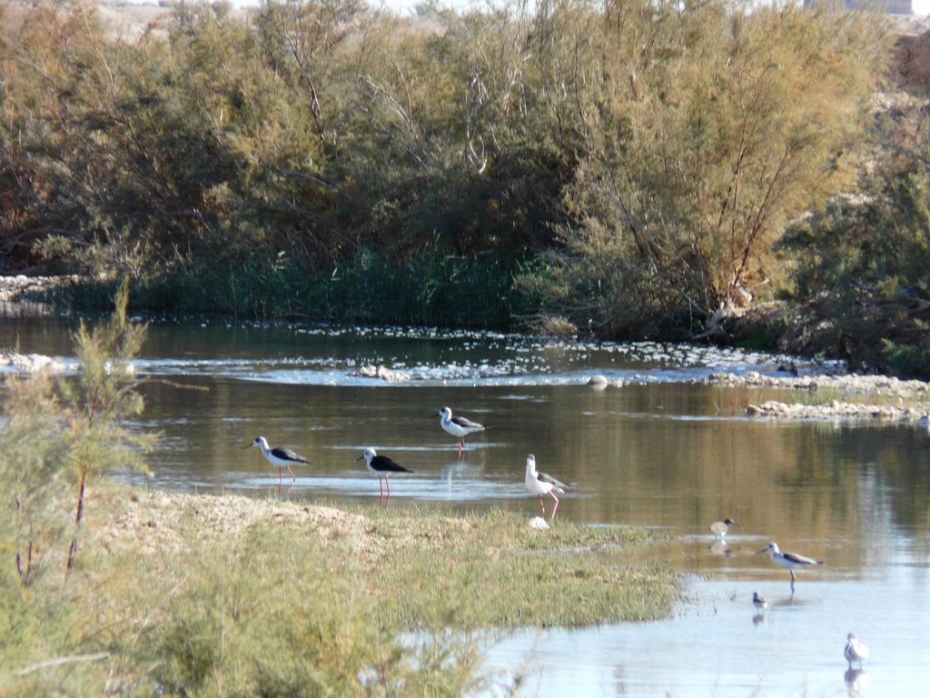 Des oiseaux - guelta d'ourlel by adelhaddoud