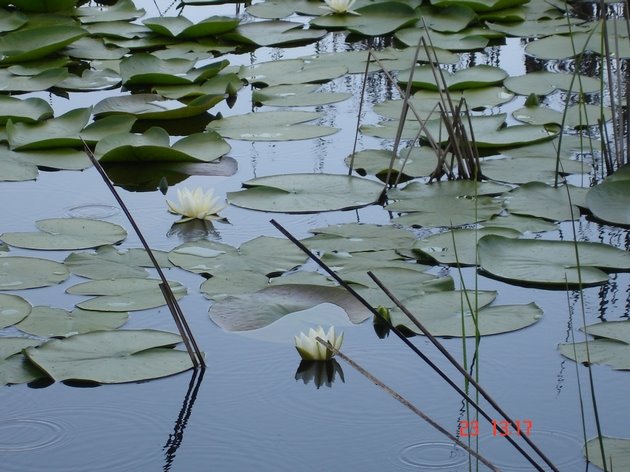 Νούφαρα-Κερκίνη( Water Lilies-Kerkini lake) by vulkan_serres