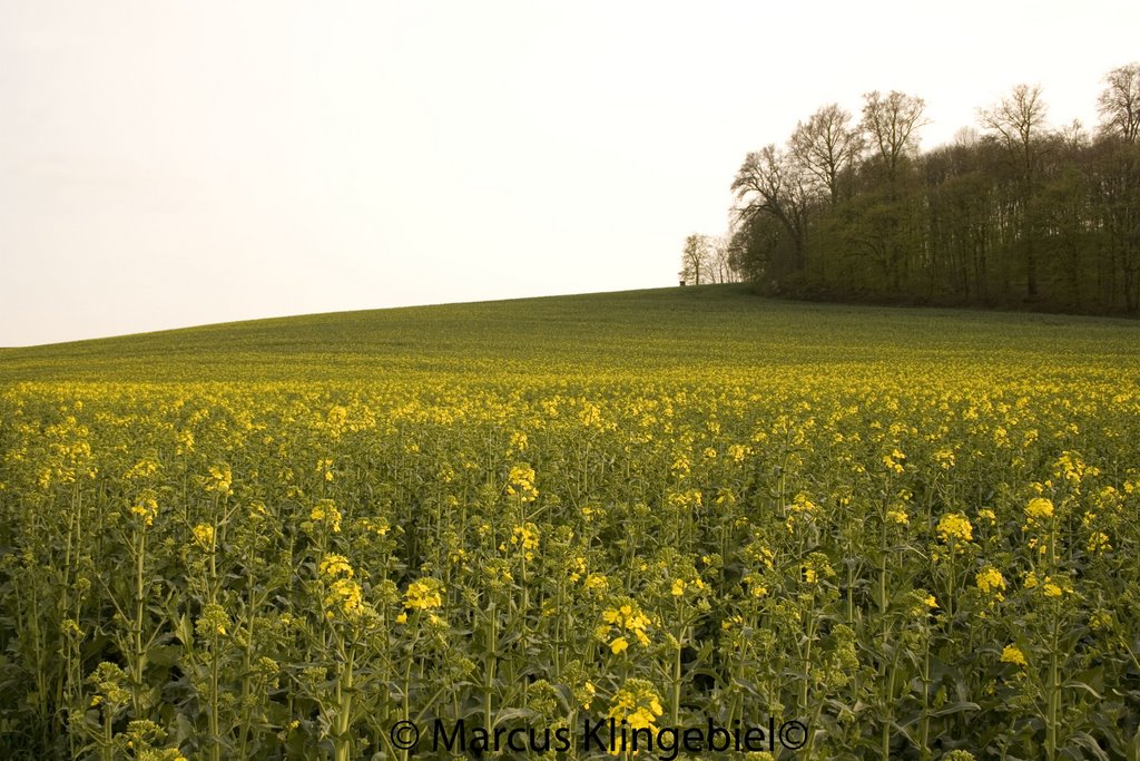 Rapsfeld by Fotofix