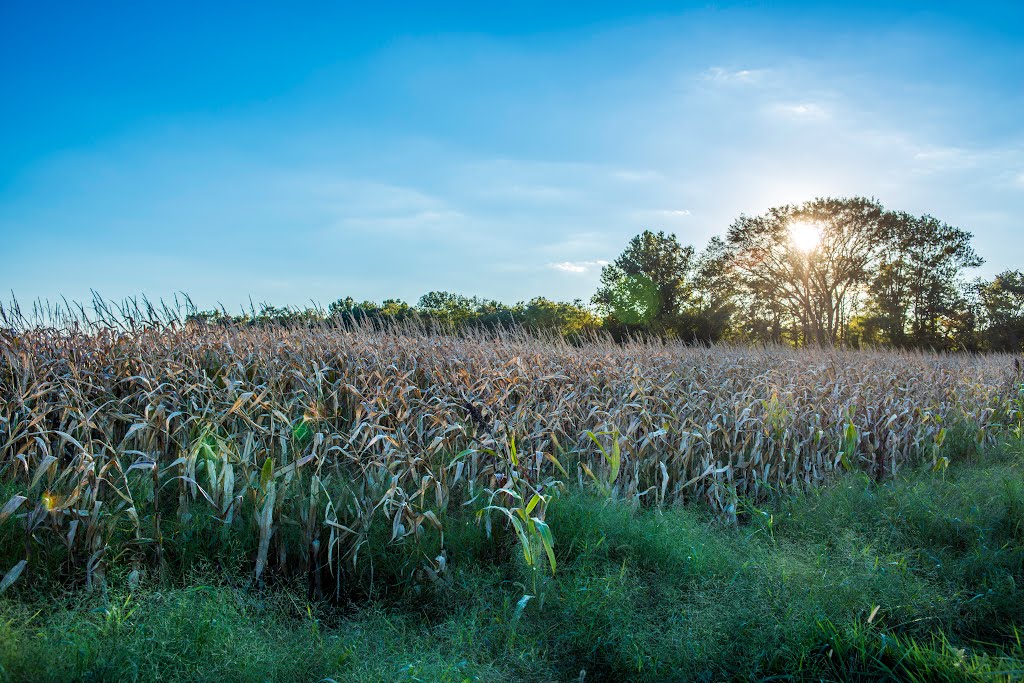 Woodstown Corn by PMike