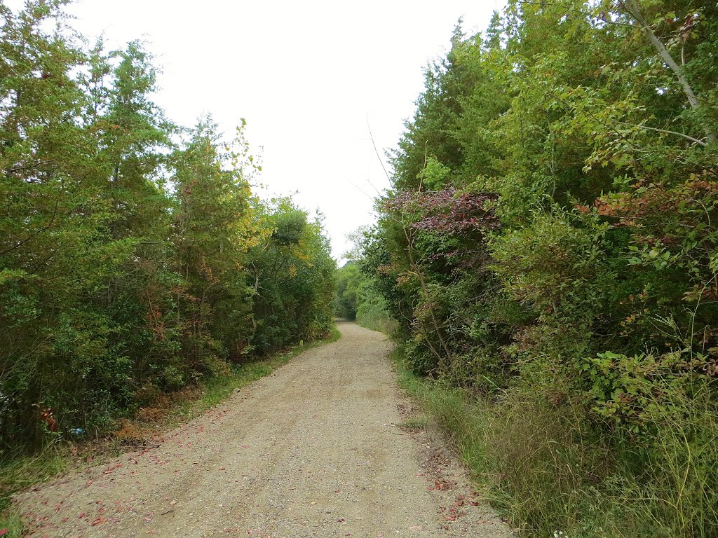 Barnegat Branch Trail by Adam Elmquist