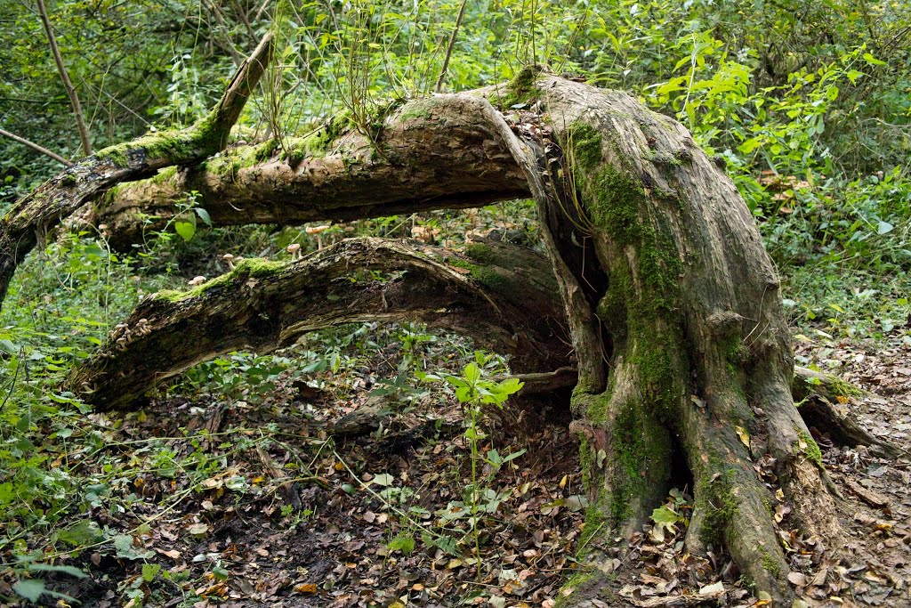 Winkworth Arboretum by arunasst