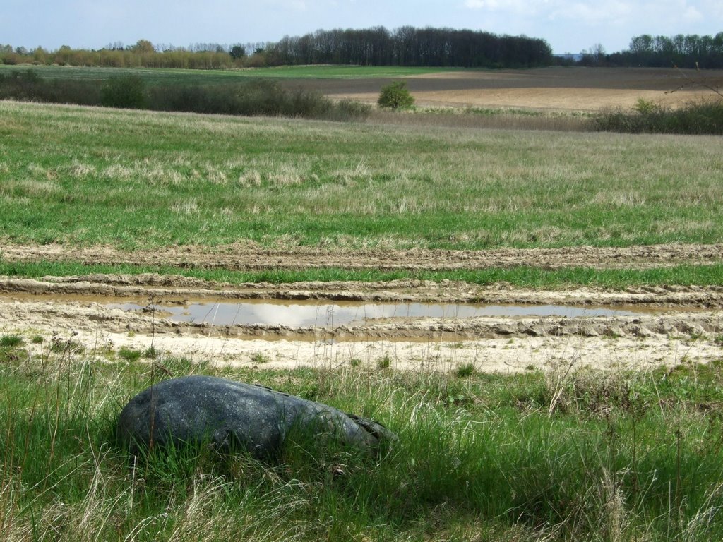 Pola pomiędzy Dobrą a Wołczkowem by jantyp