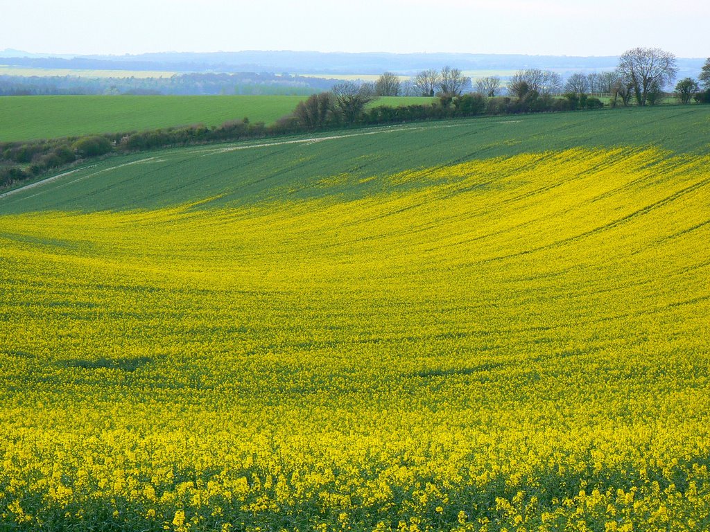 Oilseed crop, near Upper Green by Brian B16