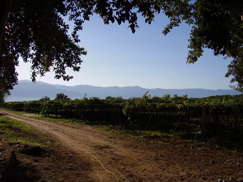 Viñedos - Cafayate by Augusto Moreno Prado