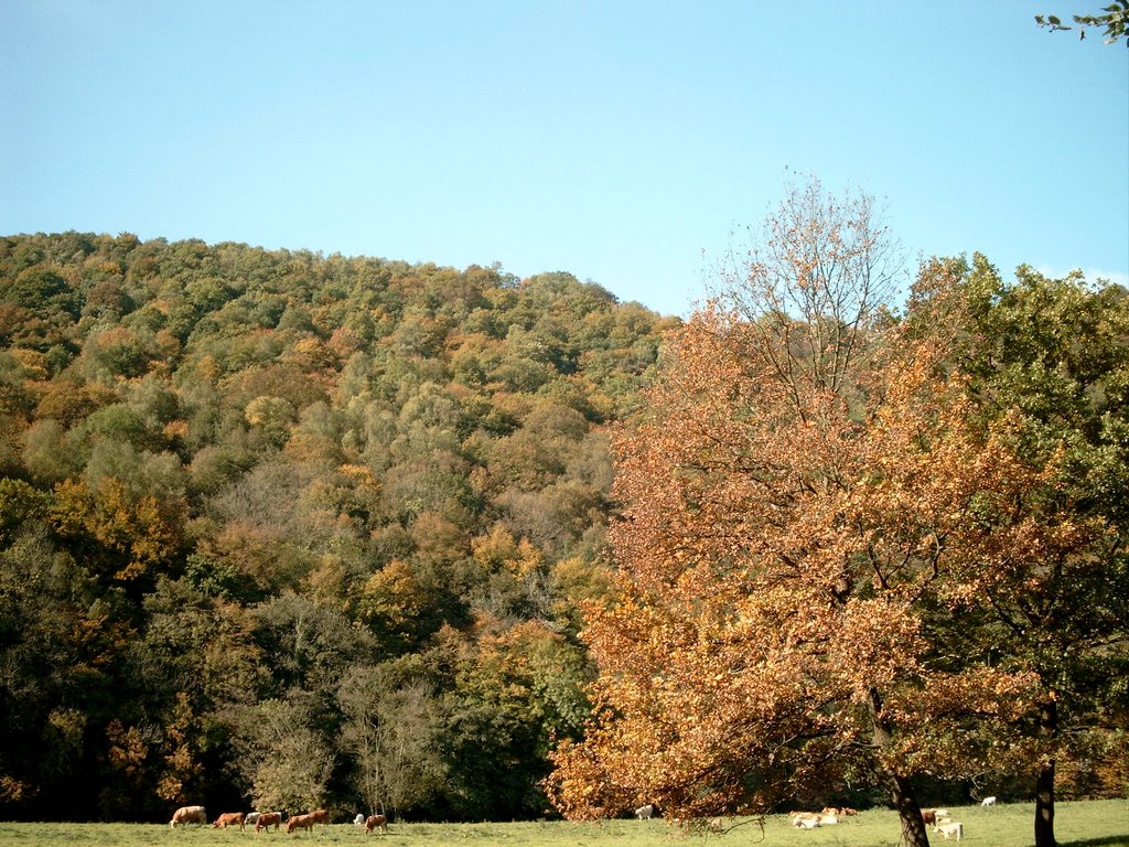 Les bois de la Roche aux Faucons (Esneux) by Emailpassion