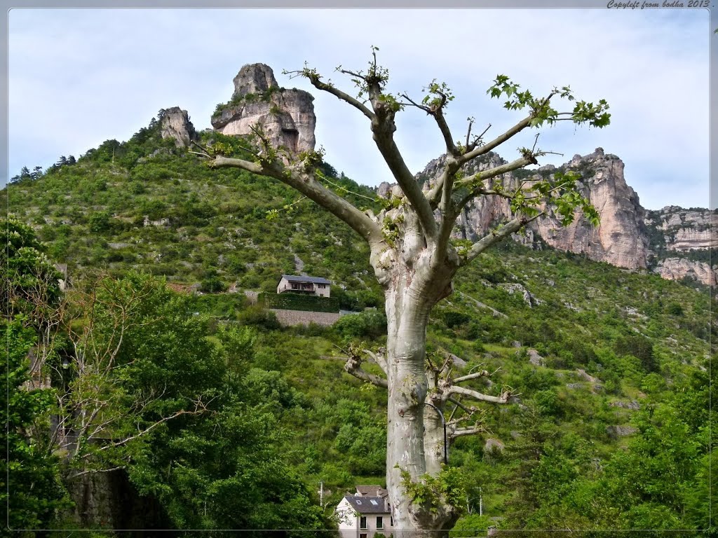 France-Aveyron-Gorges du Tarn-dans les ruelles de Peyreleau-les platanes-le roc Capluc by bodha