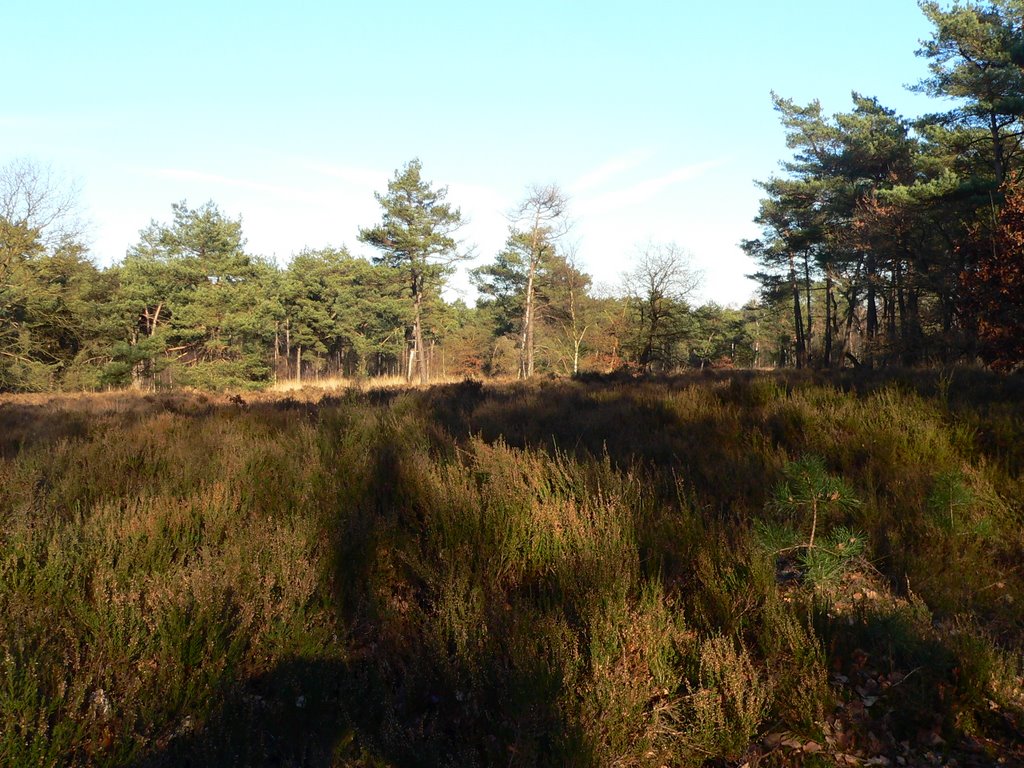 Soestduinen by Marco Lucas