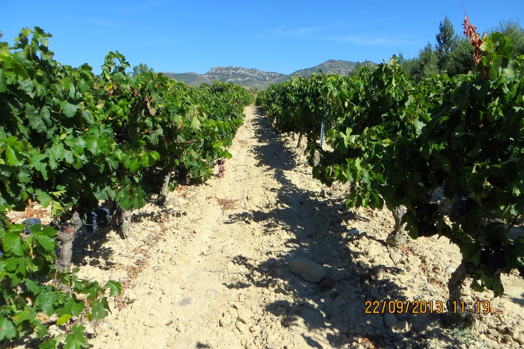 Detalle de las viñas de la Rioja Alta (Haro). España. by María Fernando