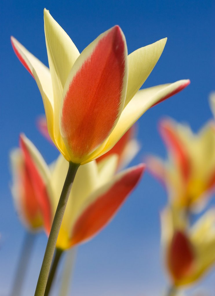 Tulipa clusiana 'Cynthia' by Erik van den Ham