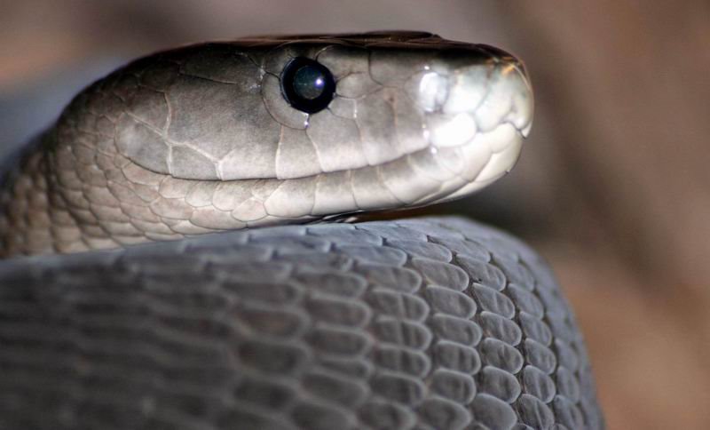 Hartebeespoort Zoo and snake park: Black Mamba by Hendrik van den Berg