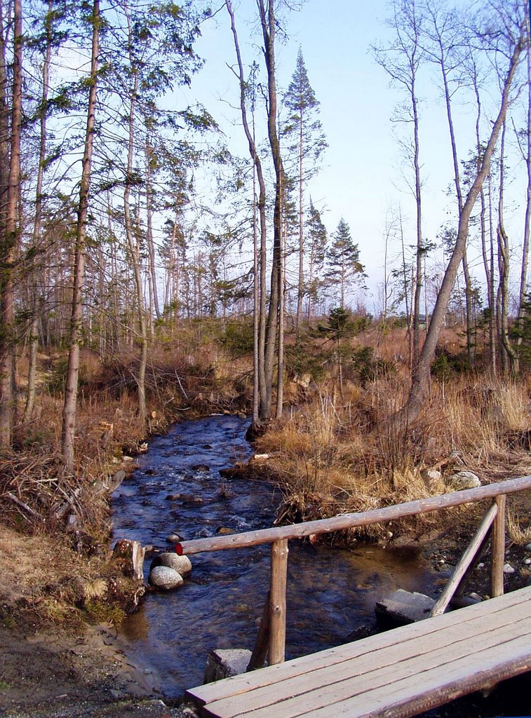 The stream "Chotarny potok" (04.2008) by s_shugarov