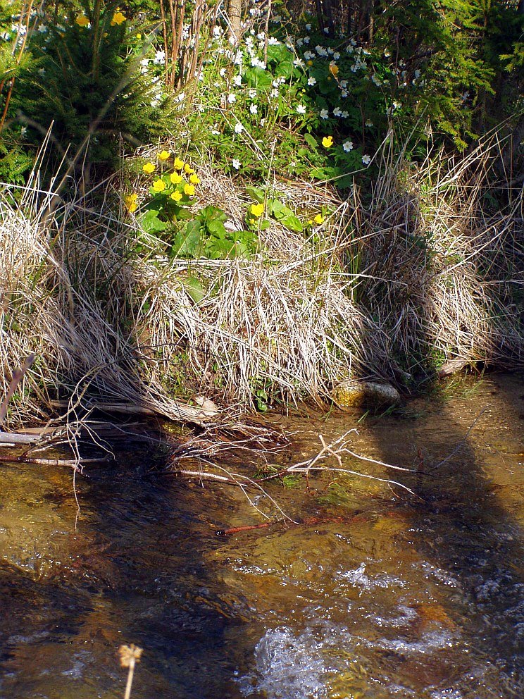 Spring flowers about a stream "Chotarny potok" by s_shugarov