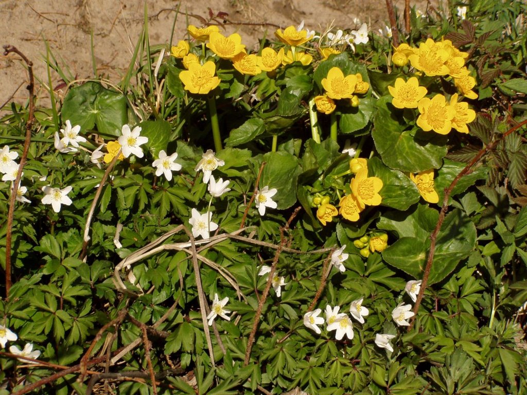 Kvety"Anemoe nemorosa"(biely),"Caltha palustris (žltý)" by s_shugarov