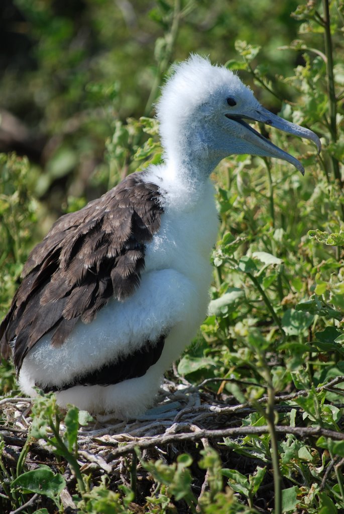 Magnificant frigatebird chick, Isla Seymour Norte by Jim Nieland