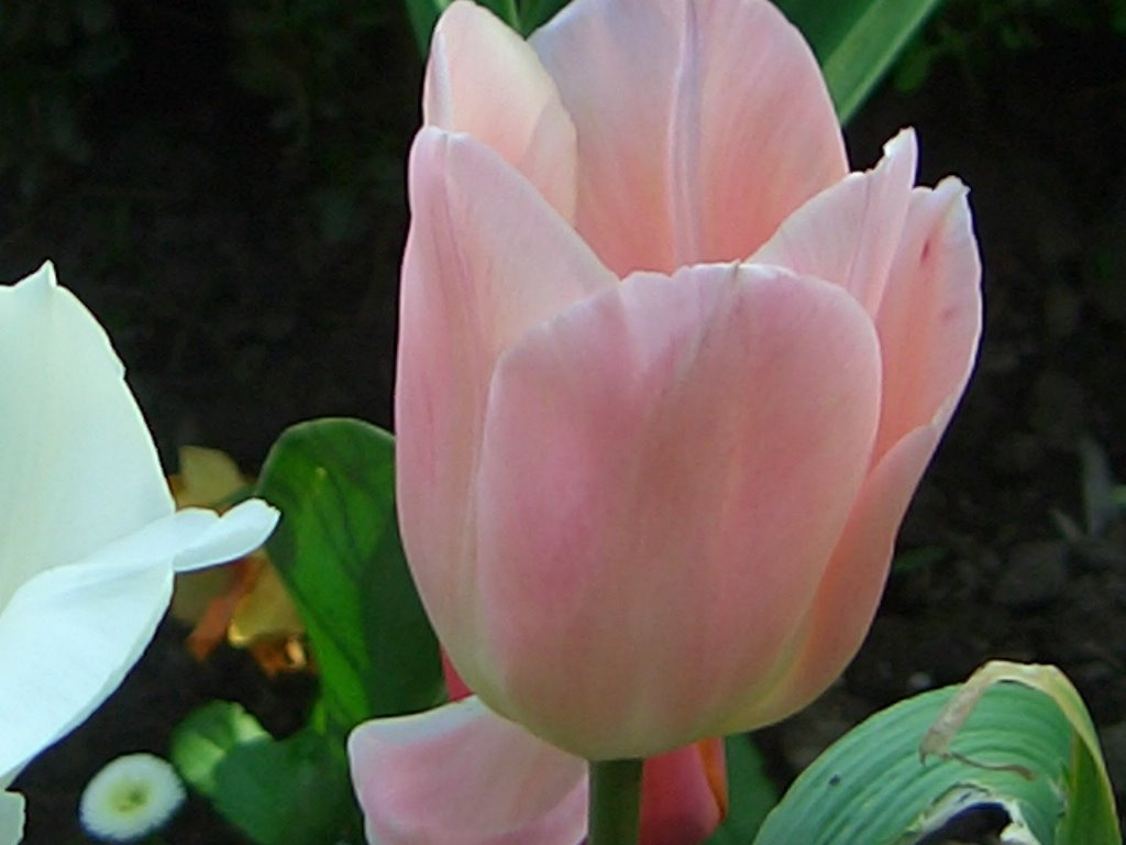 Frühlingsgruß aus Benrather Schloßpark by © barbara blue, Germ…