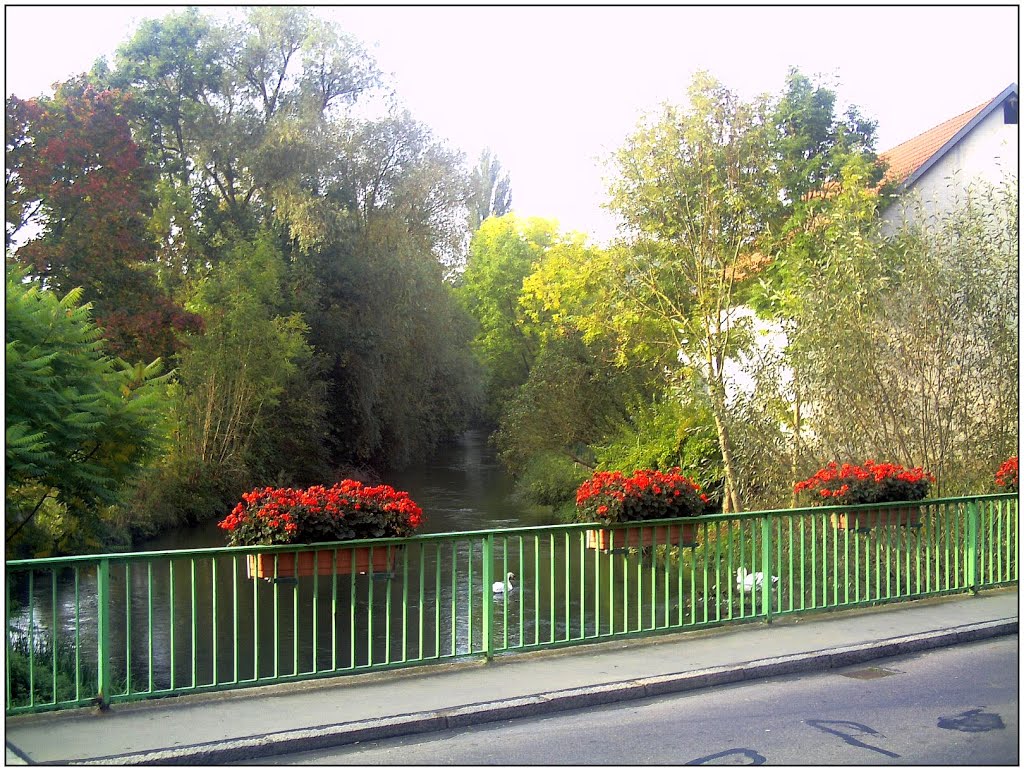 October Morgenröte Dreisam Creek - Master Habitat Rhine Valley Photography 2013 by jettcom