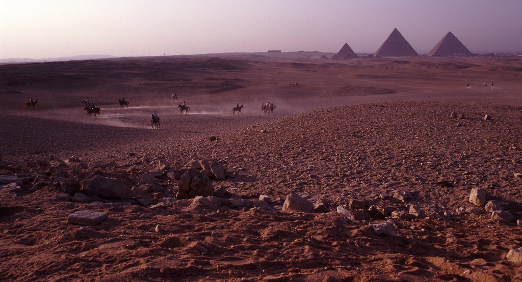 Giza horses by christopher vincent