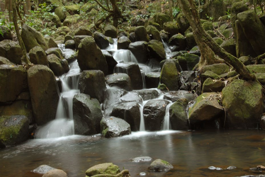 Forest stream - 200804 by Larry Workman QIN