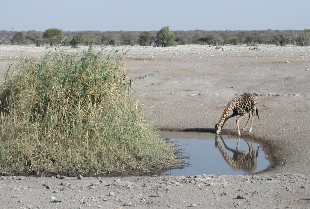 Namibia, Etosha National Park by Leo van Gog