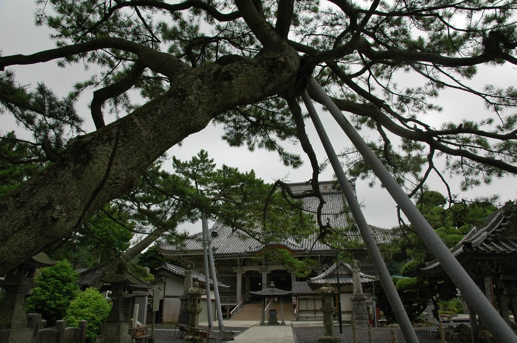 鴨川市小湊　誕生寺　Tanjou-ji Temple, Kominato Chiba by takpapadriver