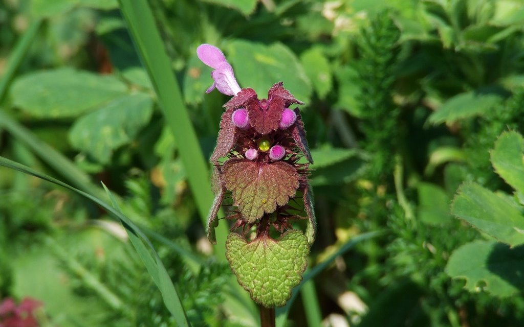 Flower by Fiore Hencerbin