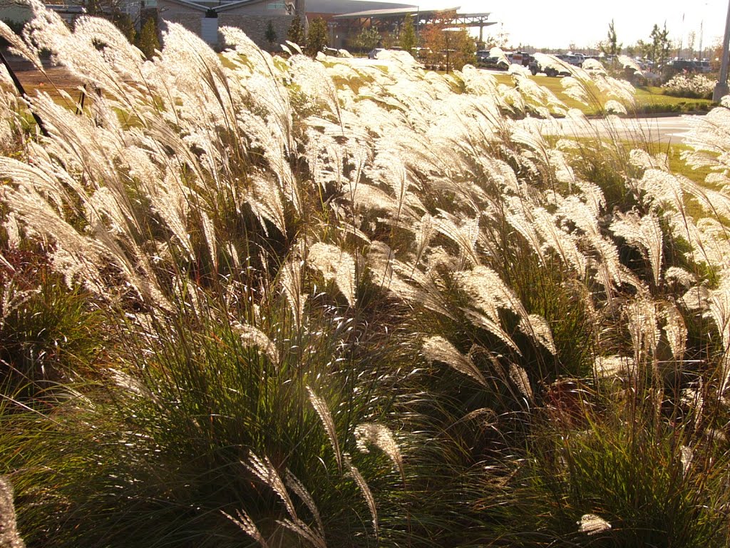 Weeds near river, Vicksburg, MS (2009) by Gary Rodriguez