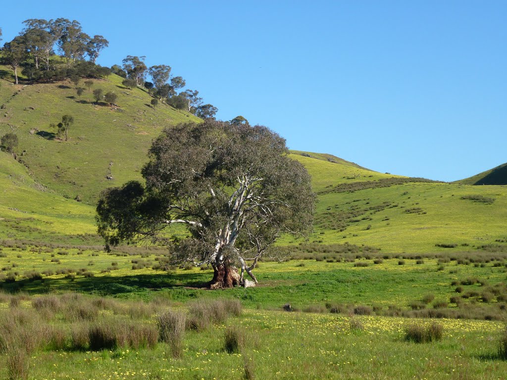 Hills yellow with capeweed, Bonnie Doon by dijest