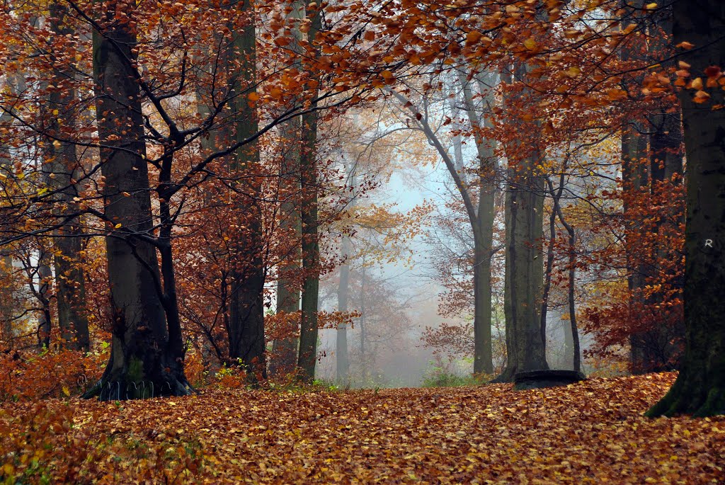 Siebengebirge. Herbstblick. Buchen und Nebel. by ®mene