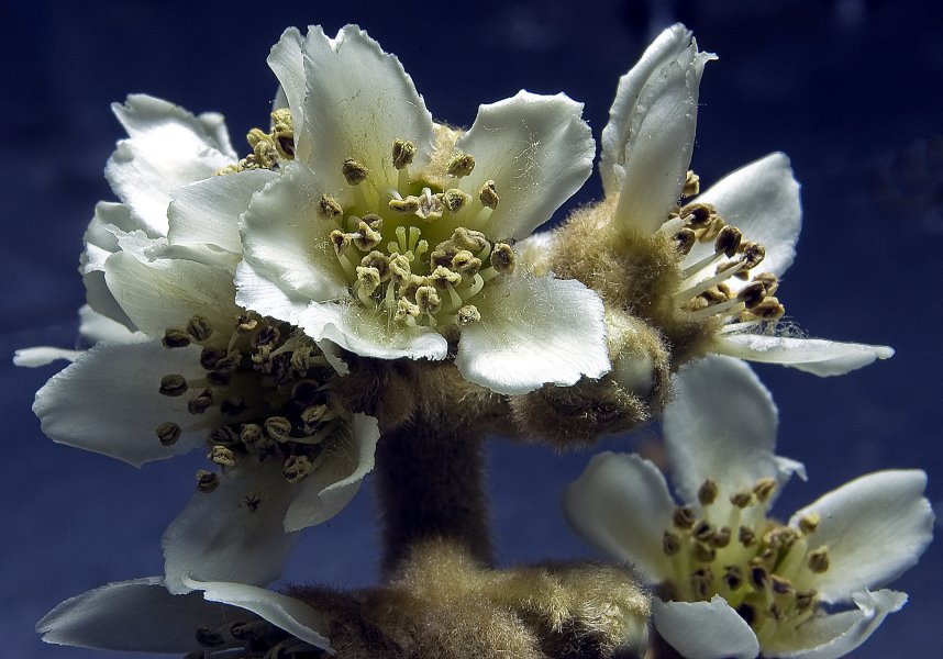 Flores de Níspero (flores) by Rodolfo Crespo