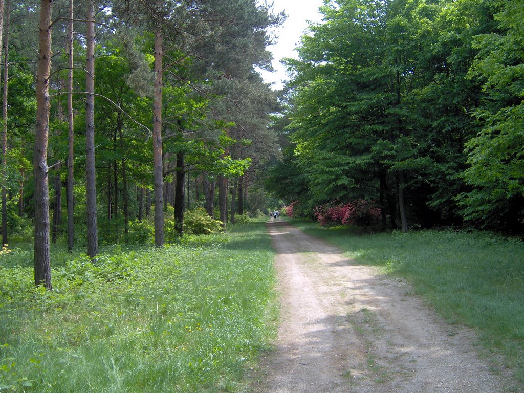 Jeli arborétum by Horváth Róbert