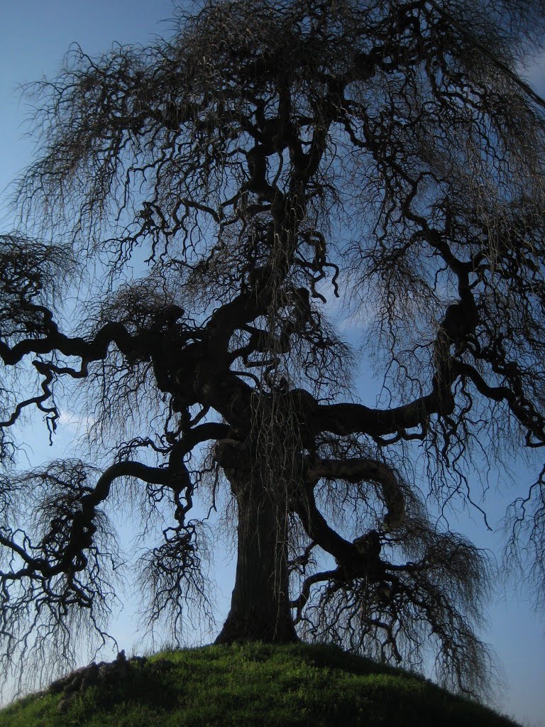 Tezze di piave - la sophora centennaria by MauroC8