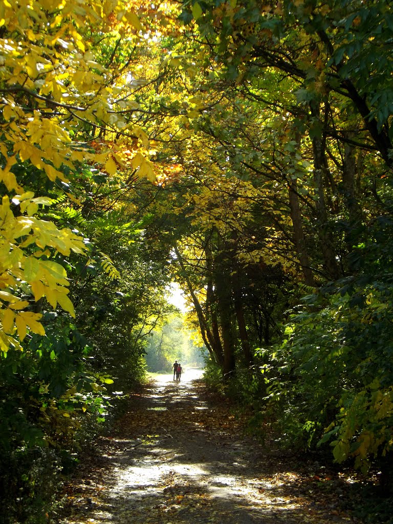 Autumn foliage subway/Őszi lomb alagút by Dohárszky Istvánné/Ági