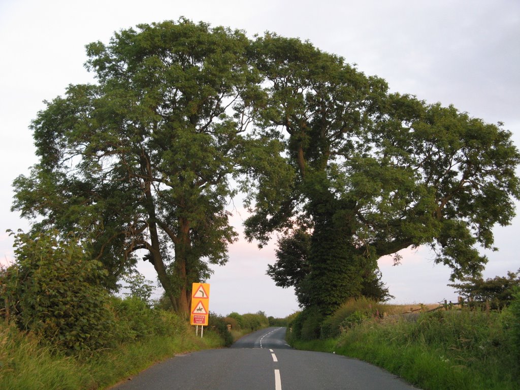 Two Trees that mark a great view from the other direction by RachaelPawley