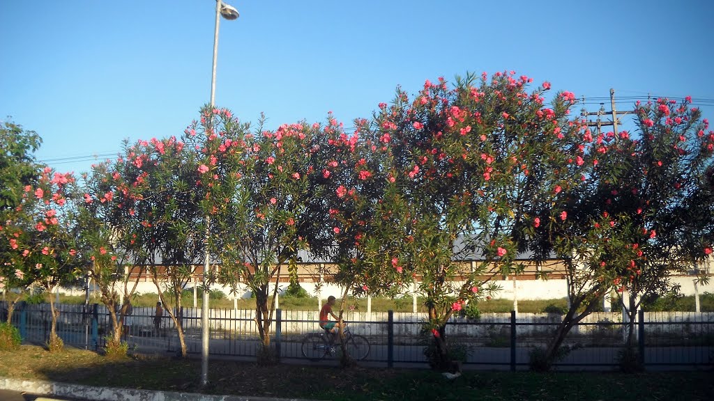 Avenida Fernandes Lima by Orlando de Almeida Calado