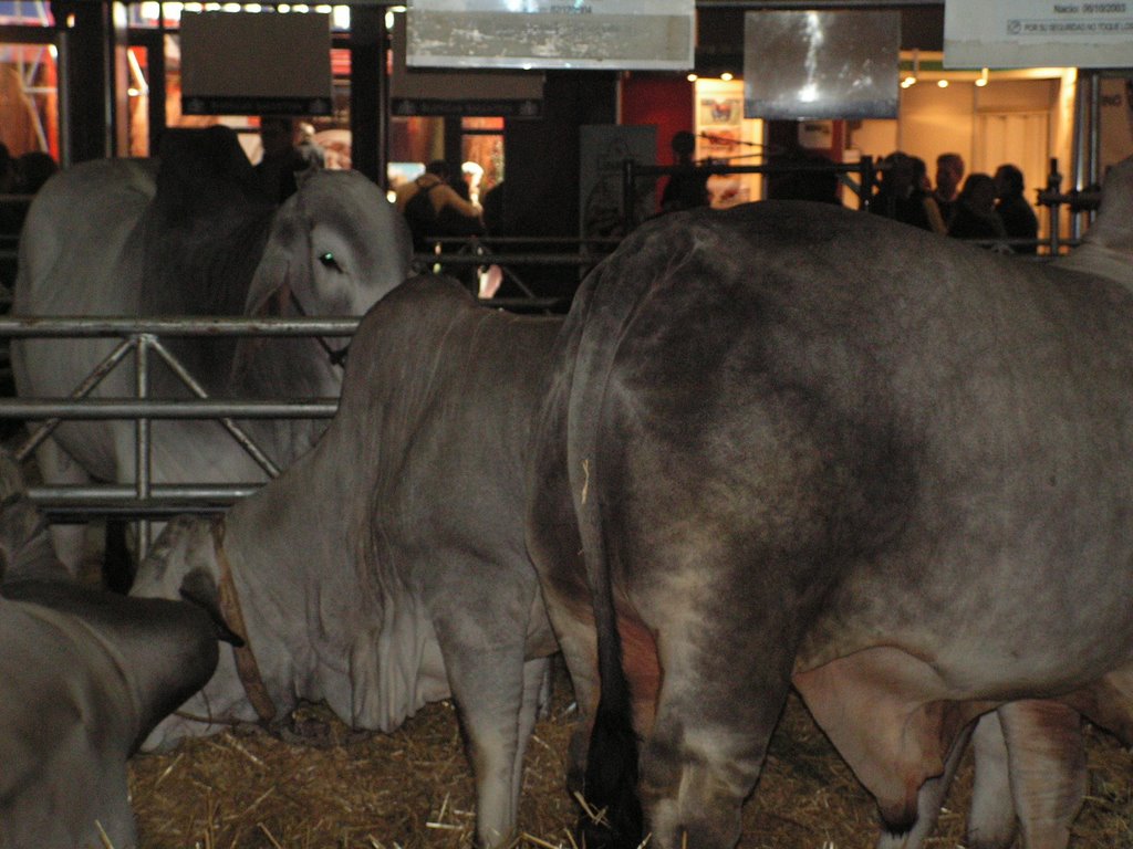 Toros en la Exposición Rural 2006 by dicomo