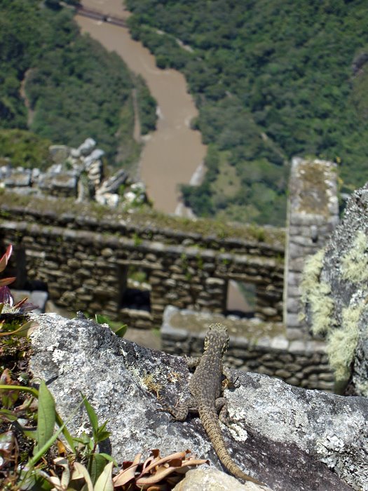 Top of Waynapicchu by Mike Rogero