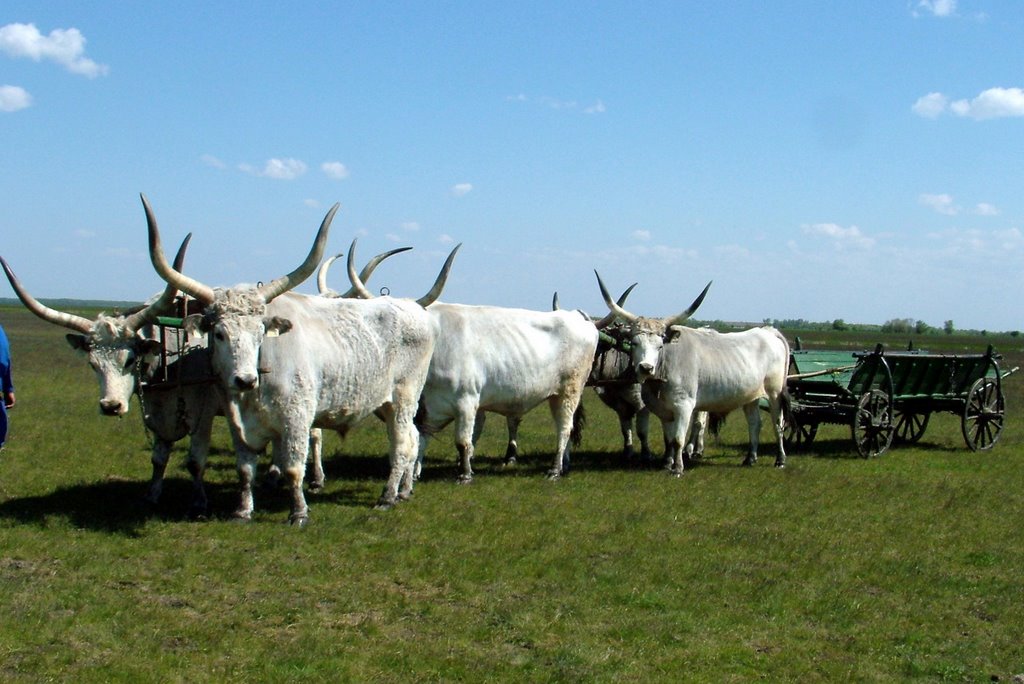 Hatökrös szekér - Six ox-carts by Pinke László