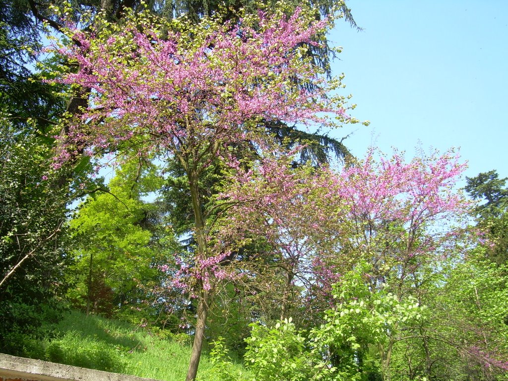 Fiori sul Lungo Olona by scarlettino