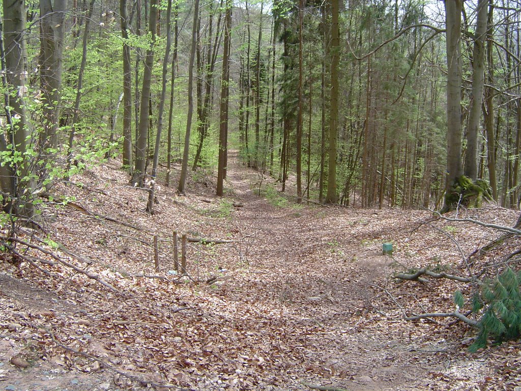 Single Trail bei Erlenbach by Chris-78