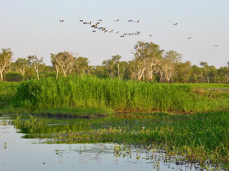 Kakadu by Banja-Frans Mulder