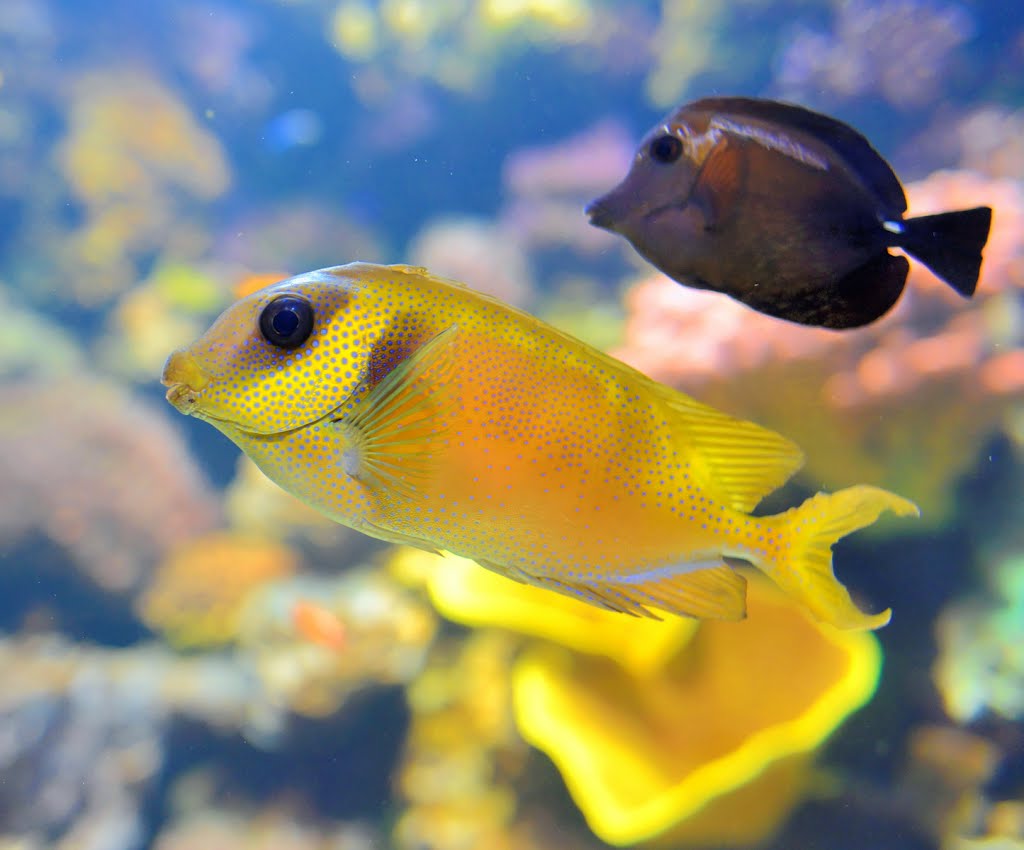 La Rochelle aquarium by BritPlom